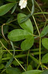 Spiked wild indigo